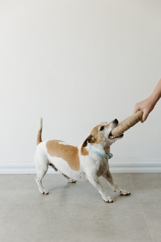 Smile Bright: The Essential Guide to Your Dog’s Dental Health