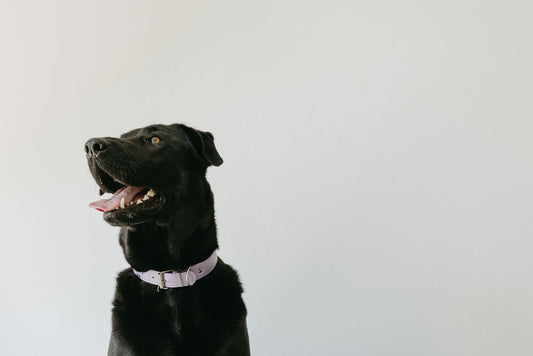 Mind Matters: Boosting Your Dog's Mental Health